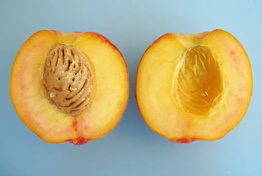 Can you cook an unripe peach?