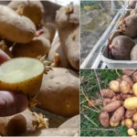Can you cook potatoes straight from the ground?