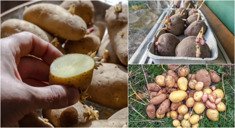 Can you cook potatoes straight from the ground?