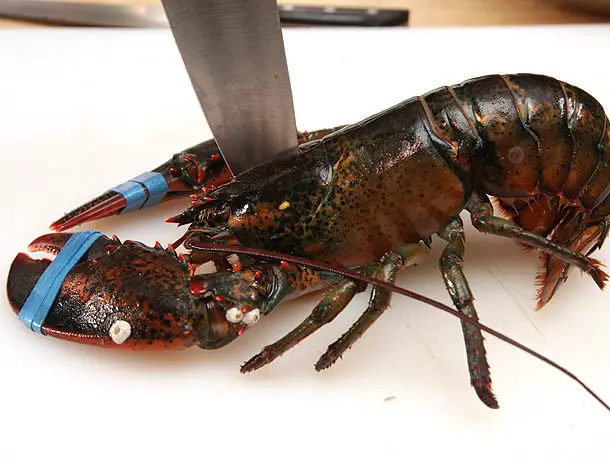 Is it okay to cook a dead lobster?