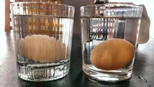 Why do I feel sick after eating hard-boiled eggs? - why do i feel sick after eating hard boiled eggs Why do I feel sick after eating hard-boiled eggs? - why do i feel sick after eating hard boiled eggs